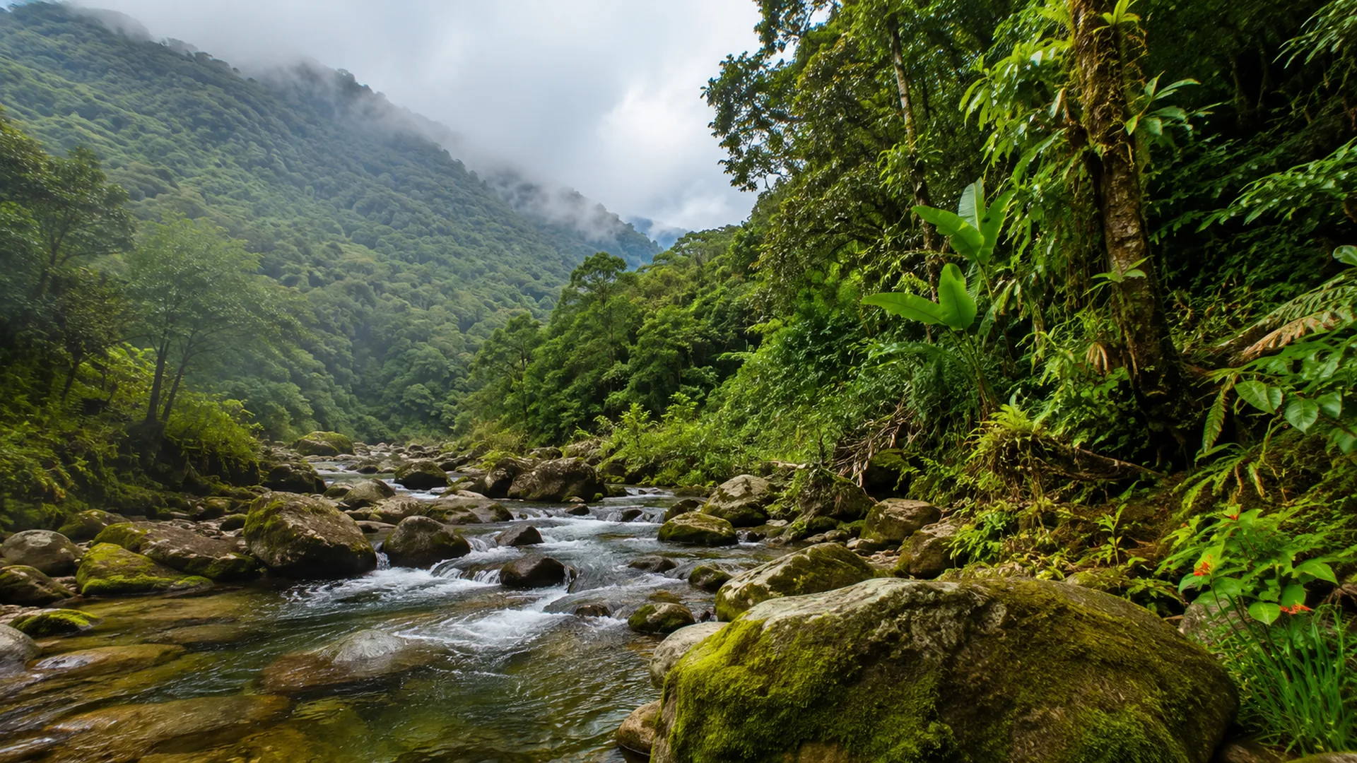 Fuente hídrica y bosque de Felidia